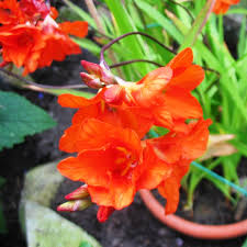 Freesia Flower Plant